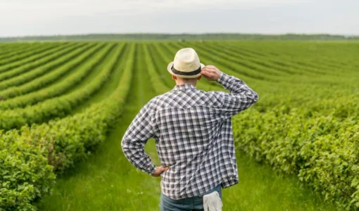 Confira o que pode ser feito em caso de negativa total ou parcial do seguro rural